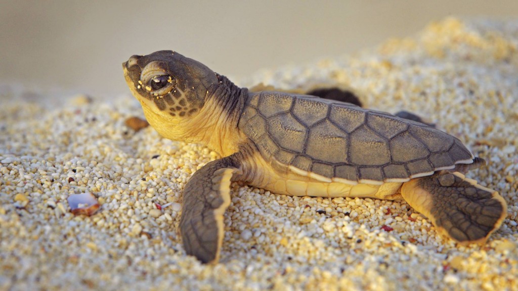 シックス・センシズ・コンダオ・ベトナムのウミガメ