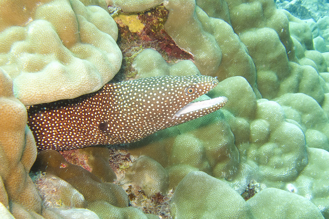 アイツタキ島の魚