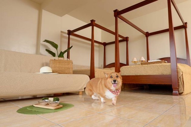 マグノリアウィズペット