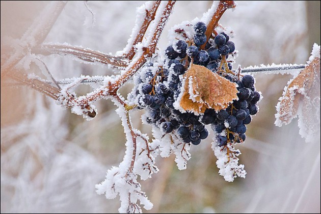 eiswein