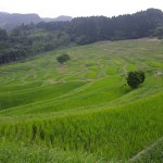 ライトアップが美しい。東京に最も近い絶景棚田「鴨川大山千枚田」