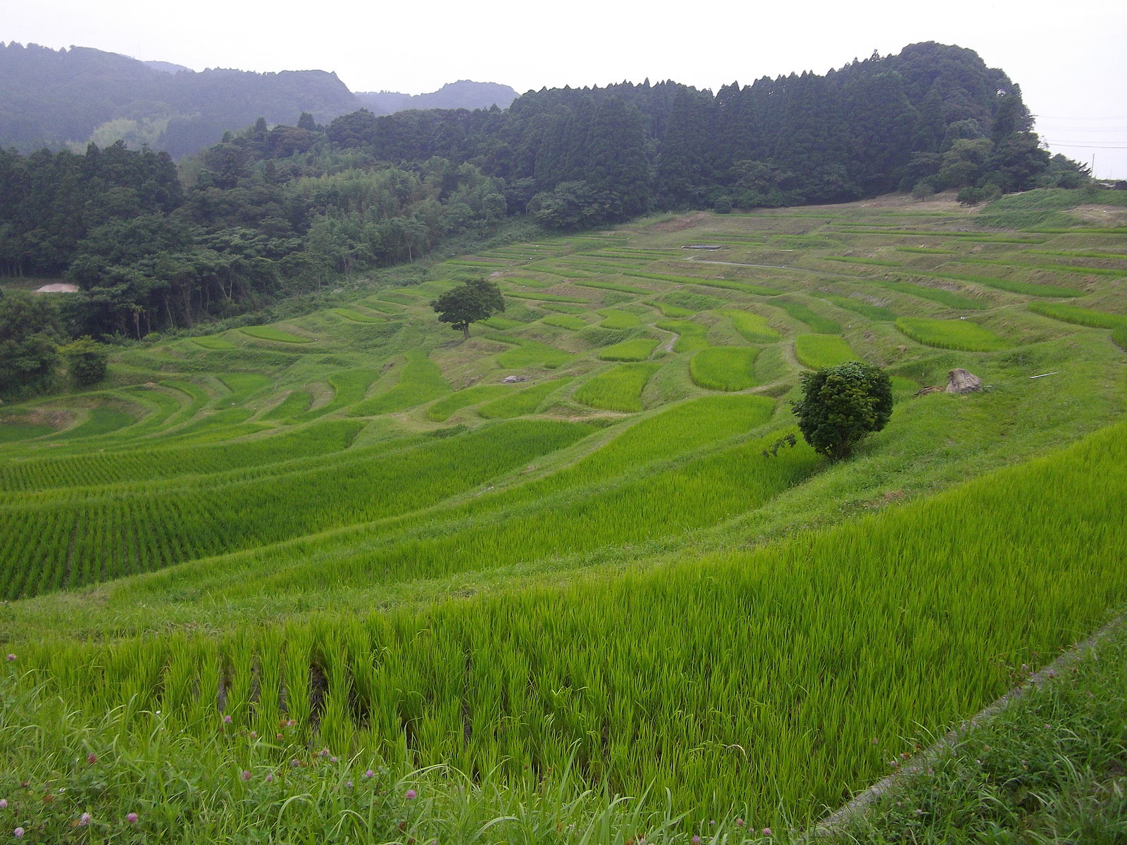 ライトアップが美しい 東京に最も近い絶景棚田 鴨川大山千枚田