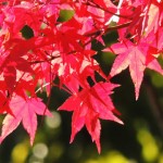 好評により今年も開催！紅葉美しい皇居の並木道「乾通り」秋の一般公開