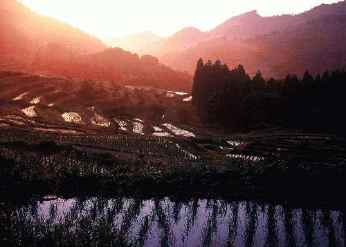 鴨川大山千枚田の夕暮れ