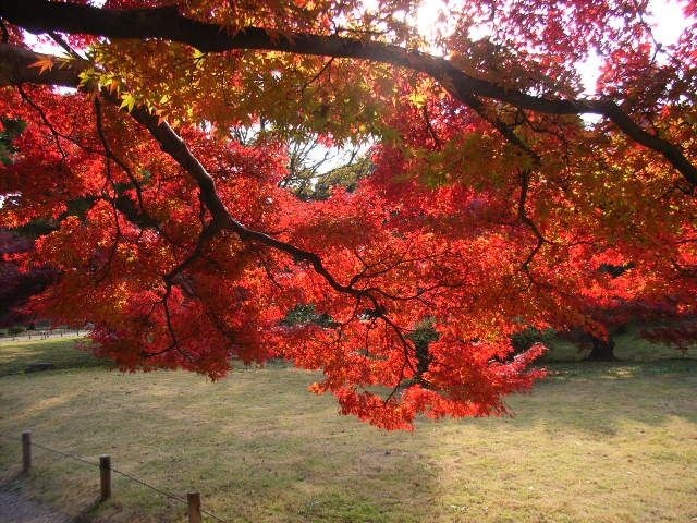 皇居「乾通り」秋の一般公開