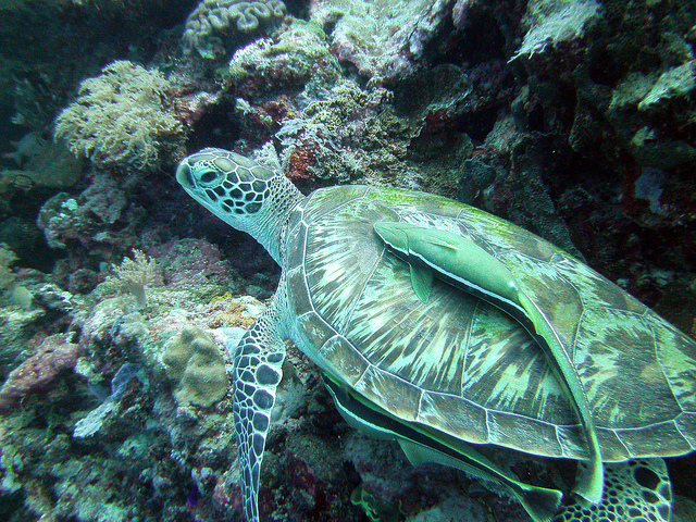 ウミガメと背に乗る魚
