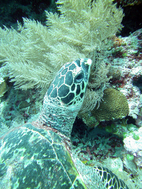 海藻を食べるウミガメ