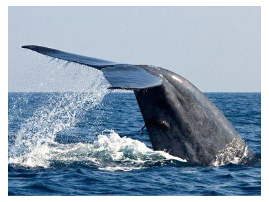 ホエールウォッチング