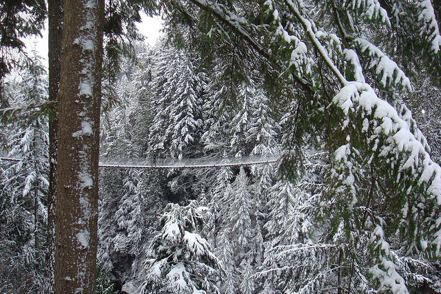 キャピラノの吊り橋の横から見た風景