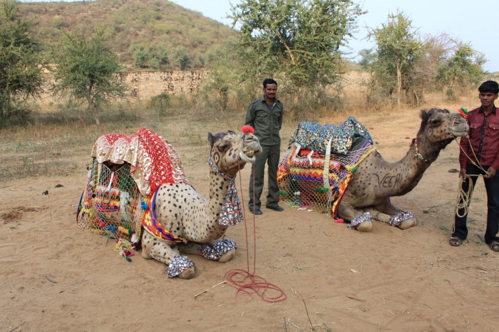 アマニカス キャメルサファリ