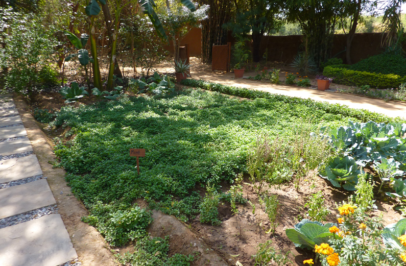 アマニカス ガーデン