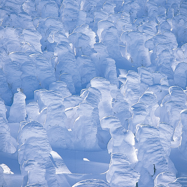 蔵王の樹氷