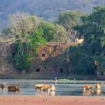 インドの国立公園内でワイルドなアマンを満喫できる「アマニカス」