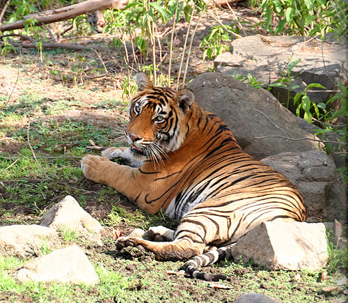 アマニカスがあるランタンボール国立公園の野生動物
