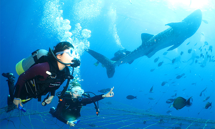 ジンベエザメFUNダイビングツアー