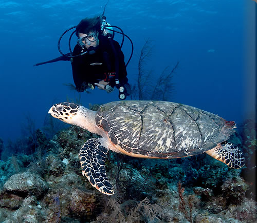 アマンヤラでダイビング