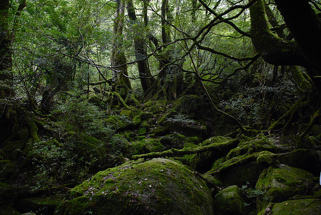 もののけ姫の森のような白谷雲水峡の風景