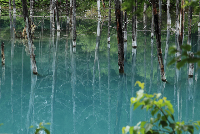 美瑛の青い池