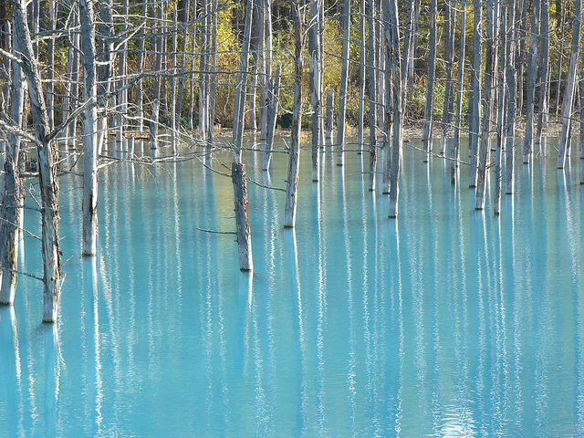 美瑛の青い池