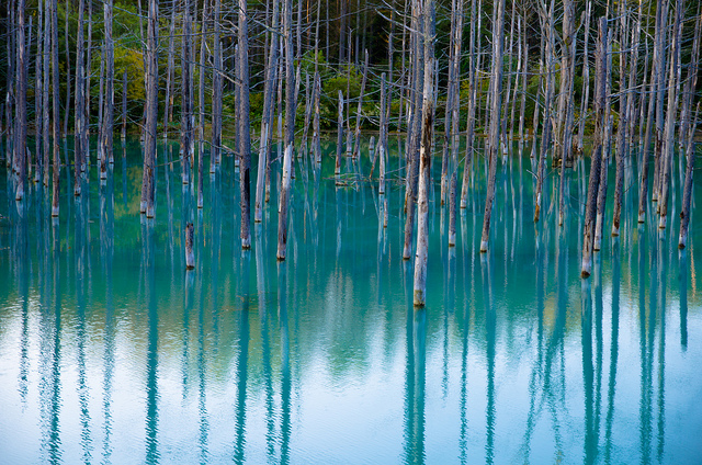 美瑛の青い池