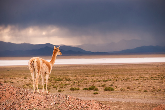 サリーナス・グランデスのラマ