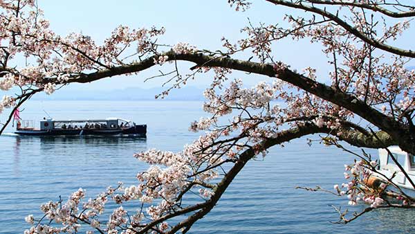 海津大崎の桜