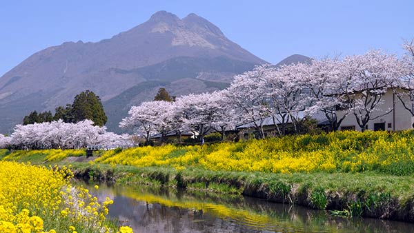 菜の花の由布岳
