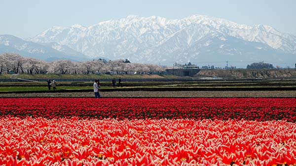 朝日町舟川べり桜並木