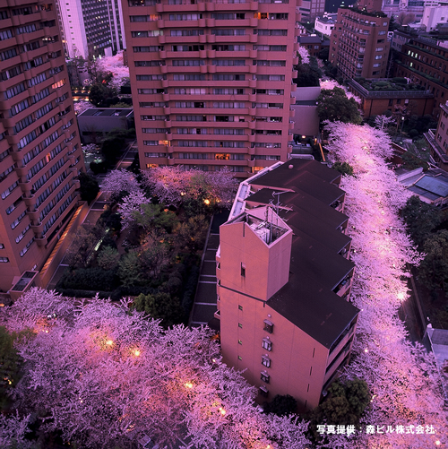 アークヒルズの夜桜