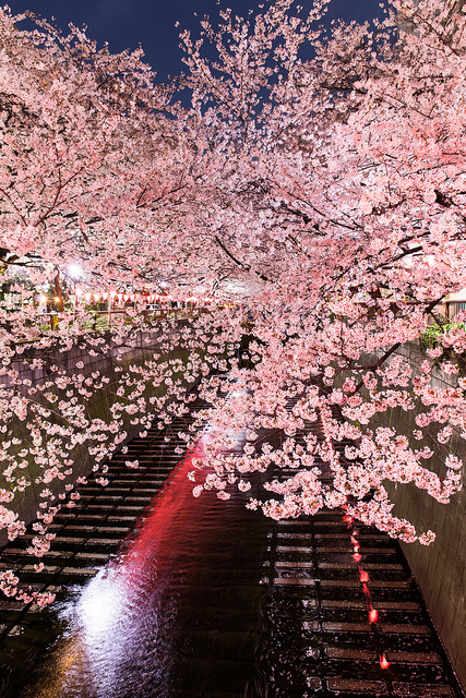 中目黒の夜桜