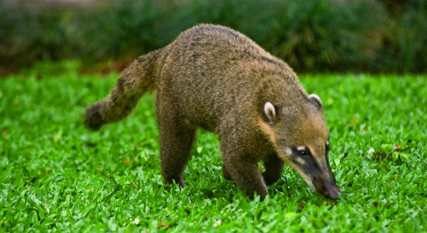 ベルモンド・ホテル・ダス・カタラタス Belmond Hotel das Cataratasで出会える野生動物
