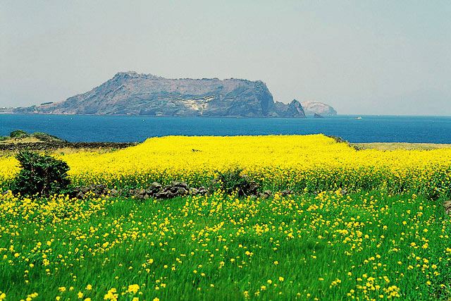 城山日出峰と菜の花畑