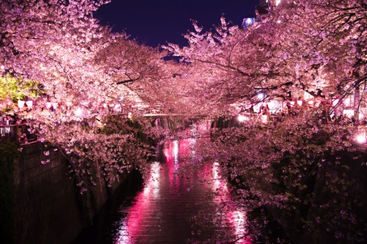 目黒川の桜