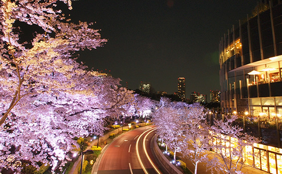 ミッドタウンの夜桜