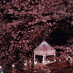 平日にだって味わえる！都内の夜桜おすすめスポット５選