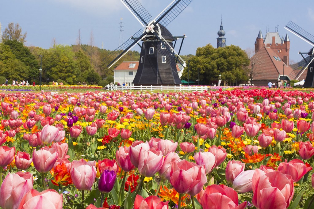 ハウステンボスの花々