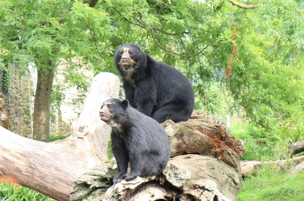 ジャージー島のデュレル・ワイルドライフ・パーク