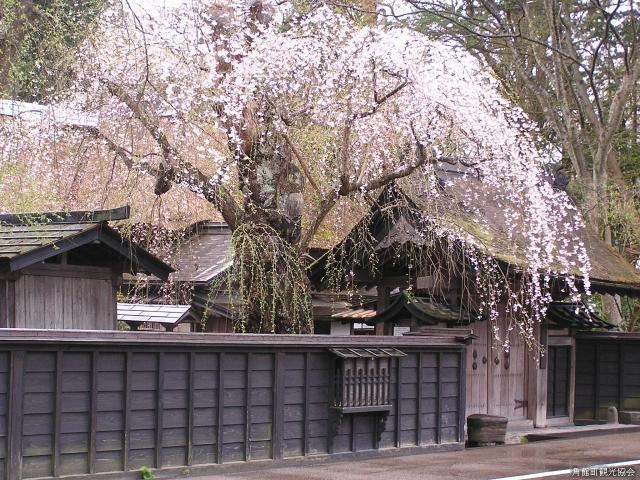 角館武家屋敷の桜