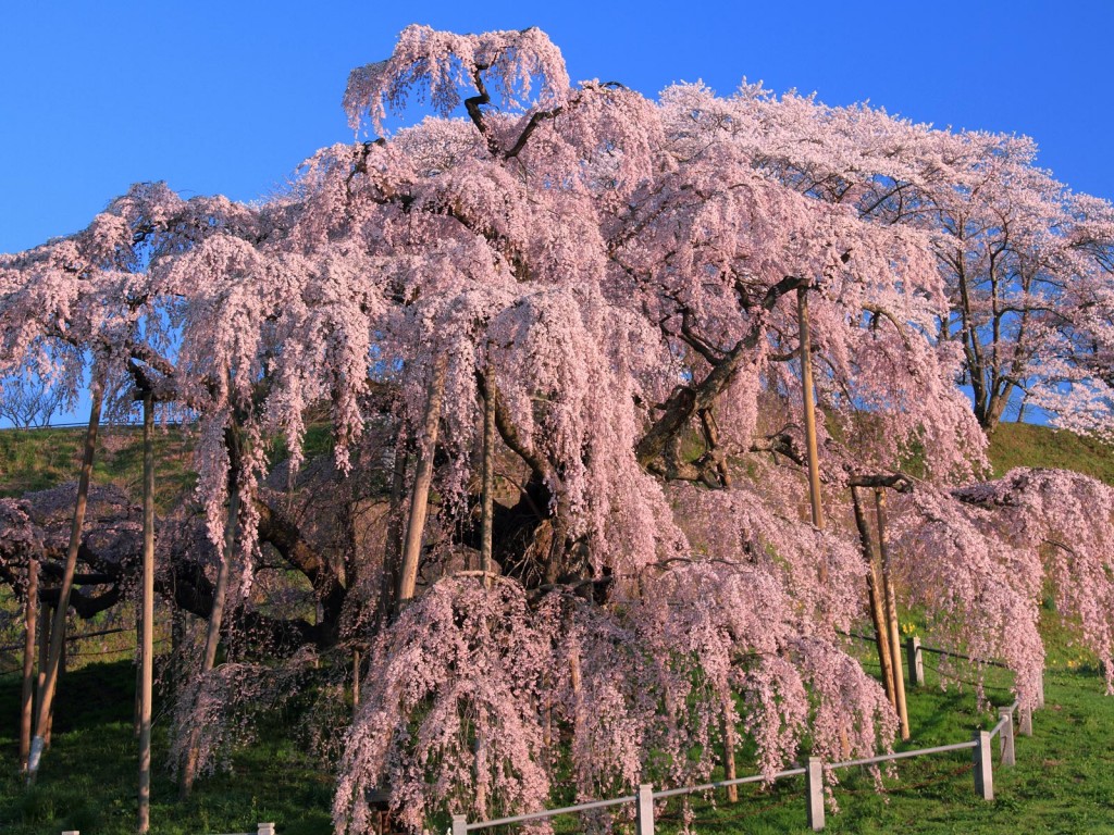 三春滝桜の桜