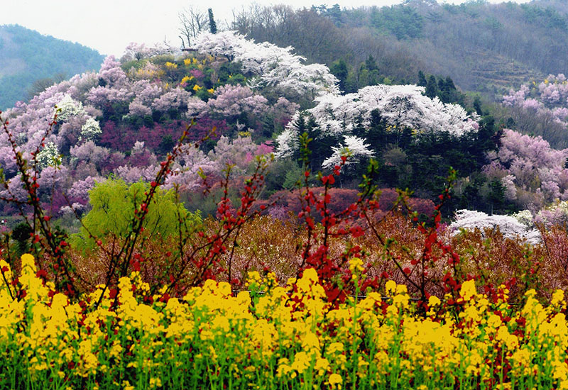 花見山の桜の風景