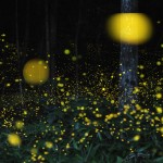 世界も認めた絶景。幻想的な美しさを魅せる岡山県天王八幡神社の「キンボタル」