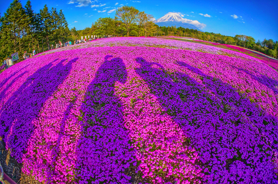 富士芝桜まつり/山梨