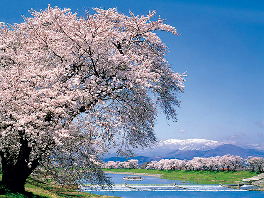 白石川堤 一目千本桜