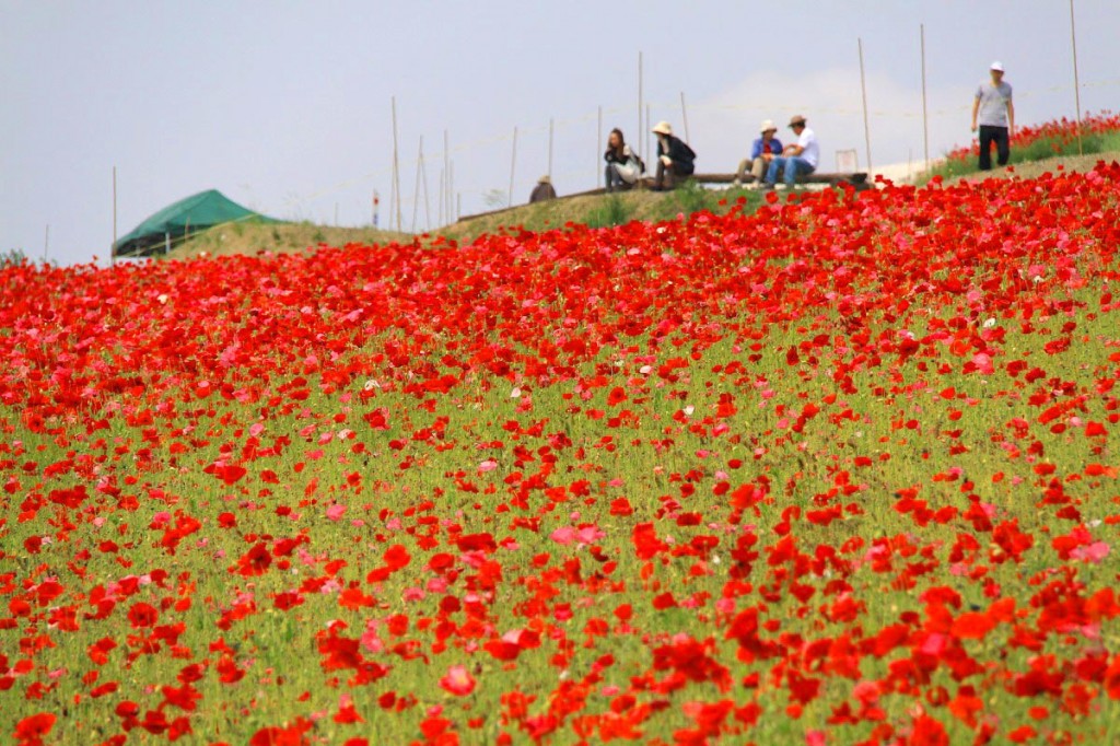 秩父高原牧場のポピー祭り