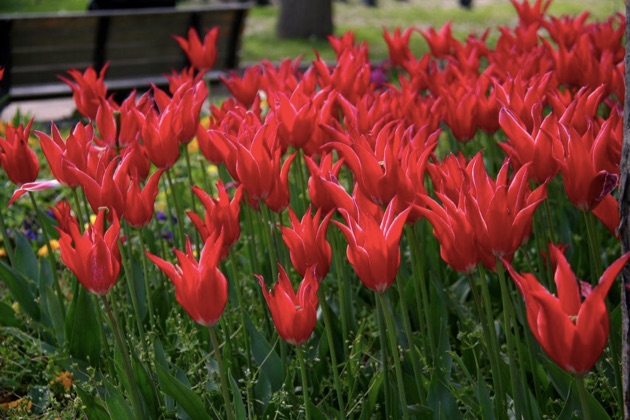 イスタンブール・ラーレ・フェスティバル_1