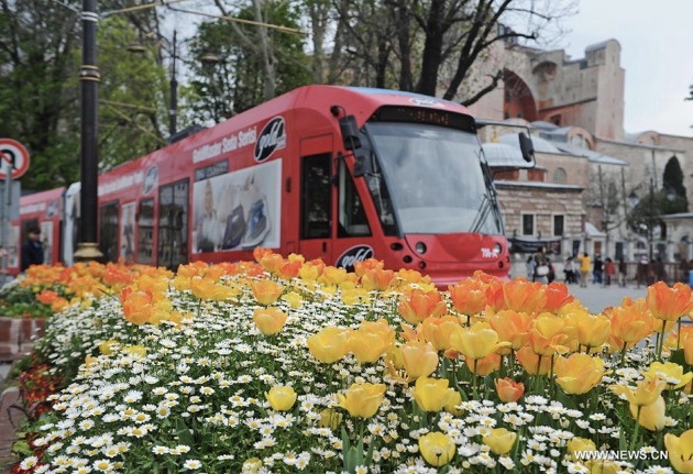 トラムとチューリップ