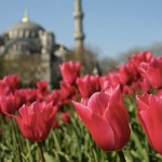 イスタンブール中がカラフルに彩られる絶景チューリップ祭り「イスタンブール・ラーレ・フェスティバル」