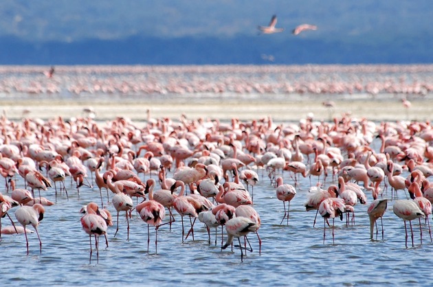 トゥズ湖のフラミンゴ