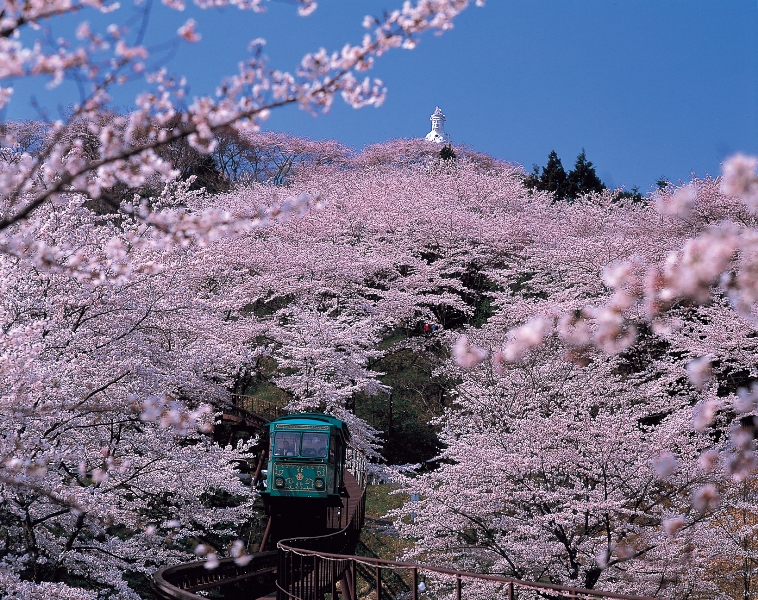 船岡城址公園の桜