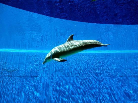 ジェノバ水族館
